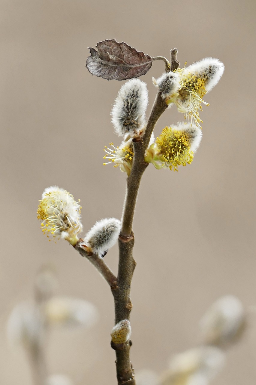 春の花粉が肌荒れに与える腸活との関連性は？