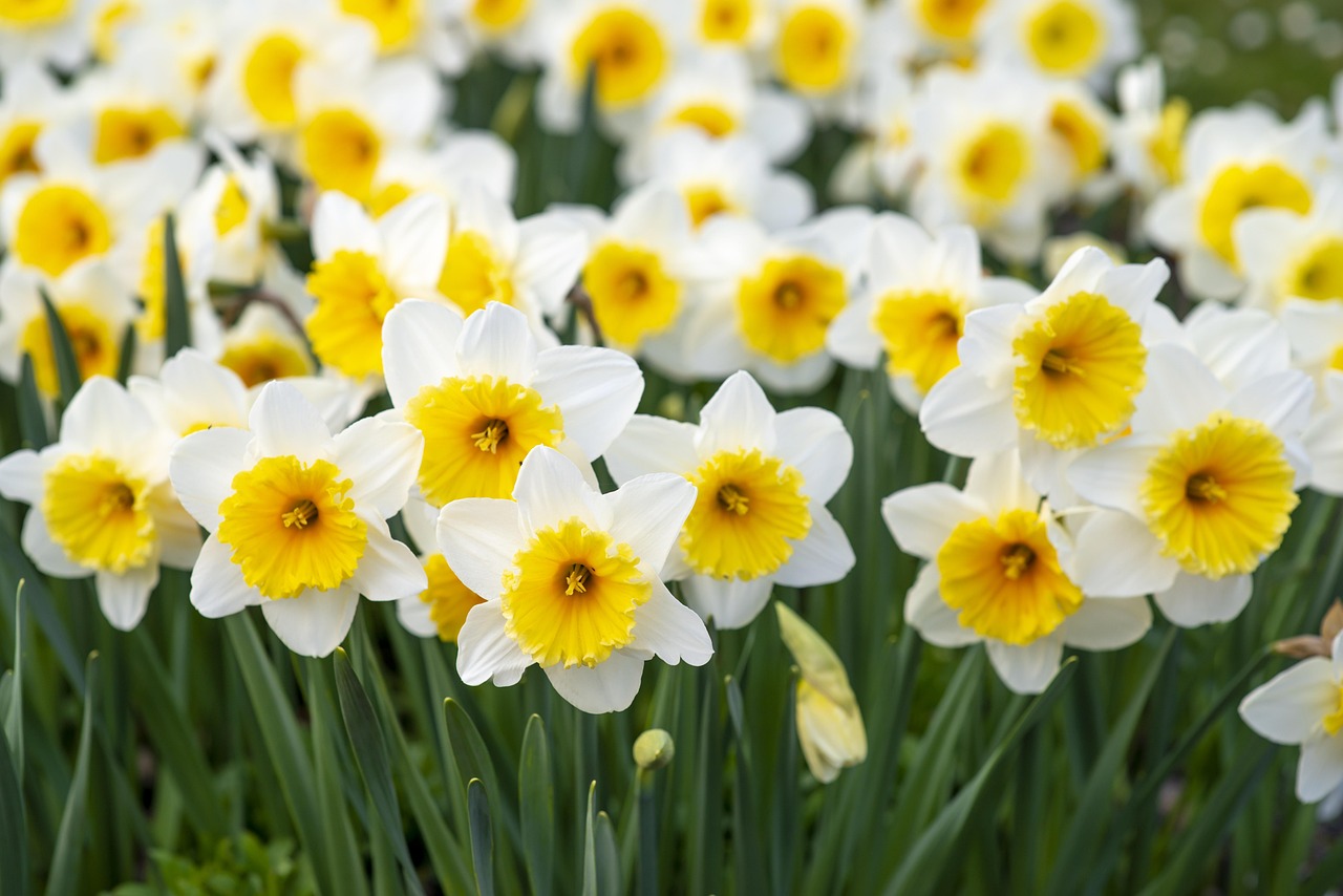 春の花粉が肌荒れを引き起こす理由と腸活との関連性は？