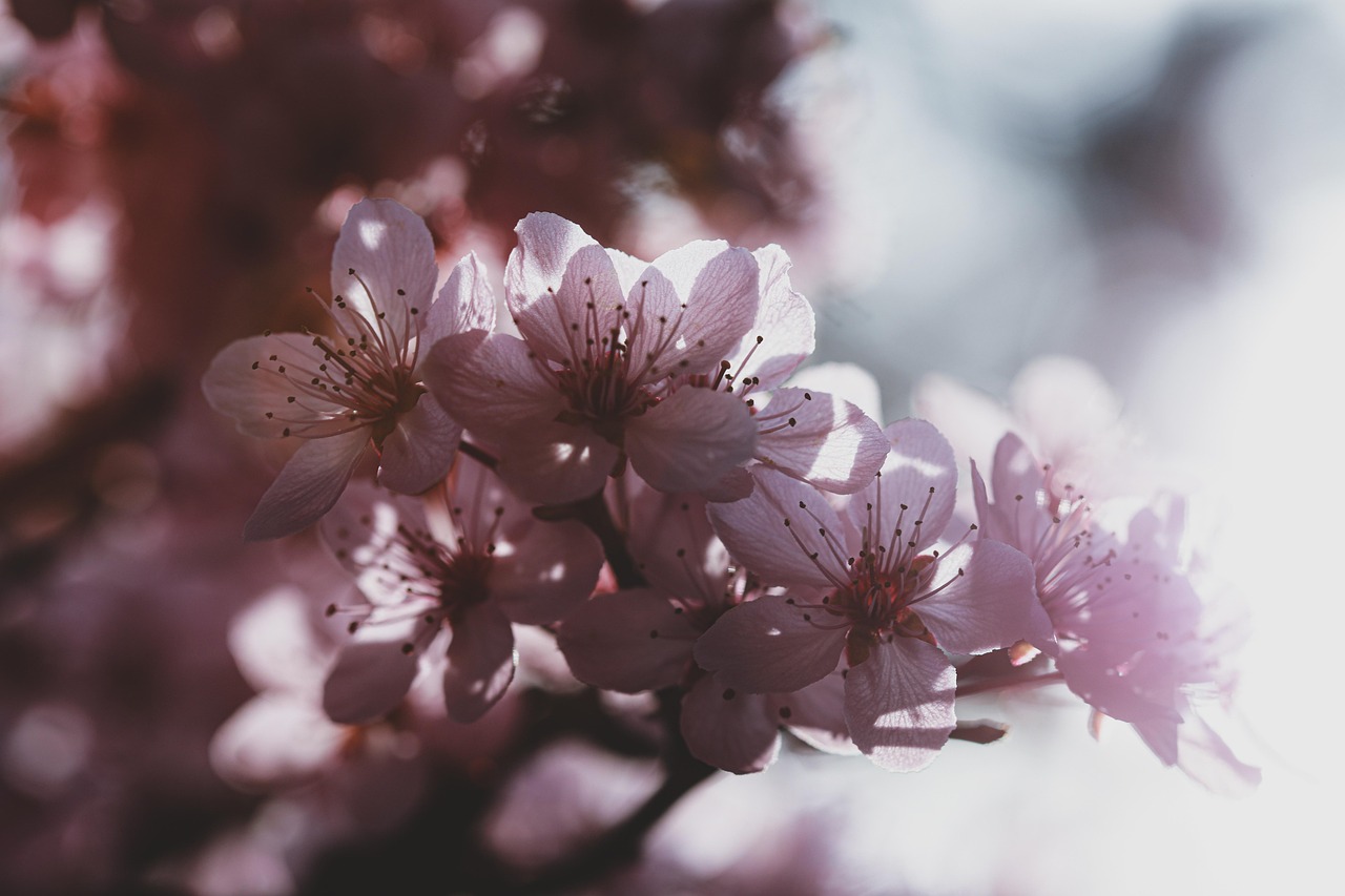 春の花粉による肌荒れを防ぐための花粉前ケアスケジュールは？
