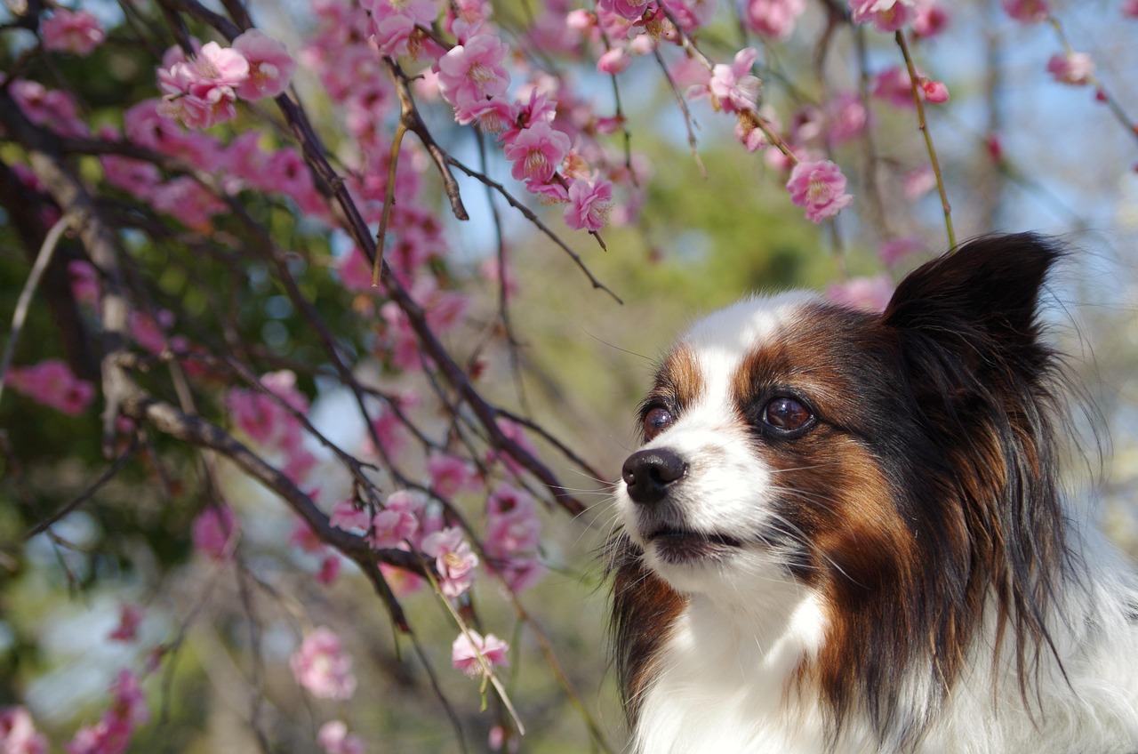 春の花粉による肌荒れを防ぐストレスケア法は？