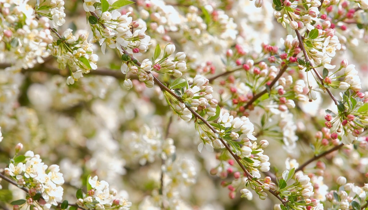 春の花粉による肌荒れ対策に最適な瞑想ガイド音声付は？