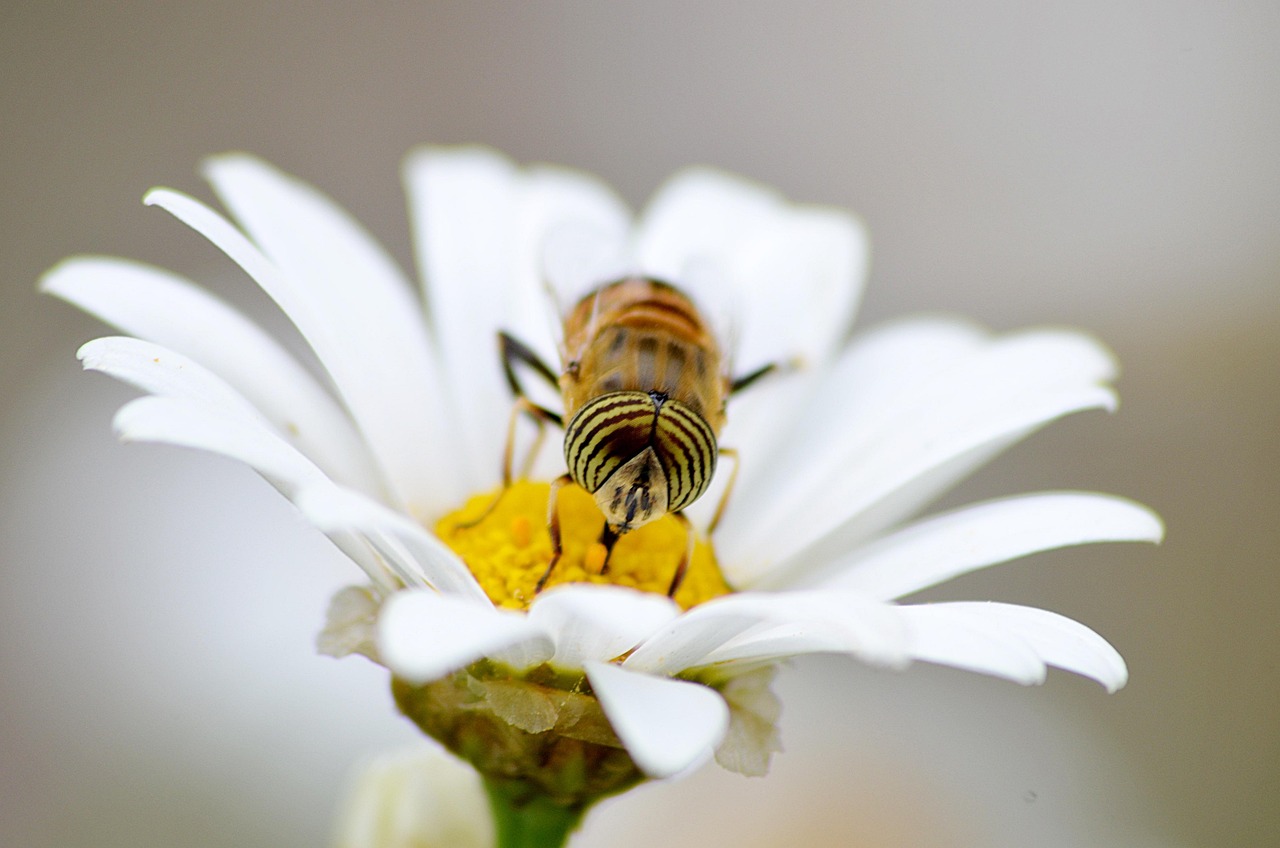 春の花粉対策におすすめの肌荒れ防止グッズは持ち歩きに最適？