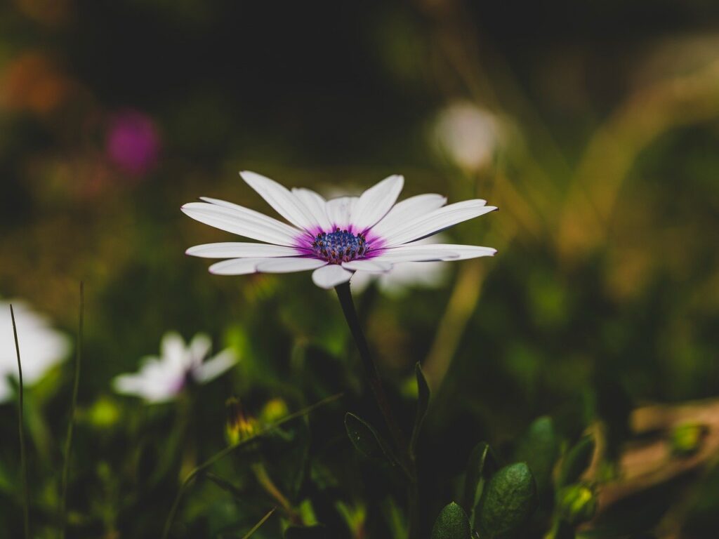 春の花粉が原因で肌荒れや毛穴のざらつきに悩む人への対策は？