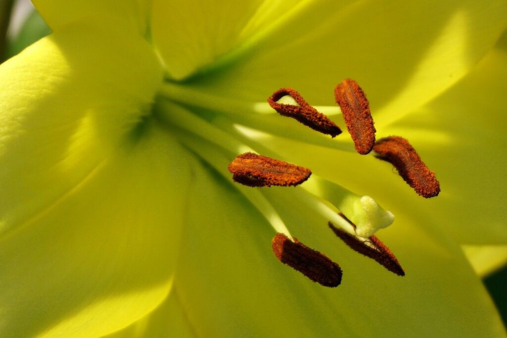 春の花粉による肌荒れやくすみの対処法は？