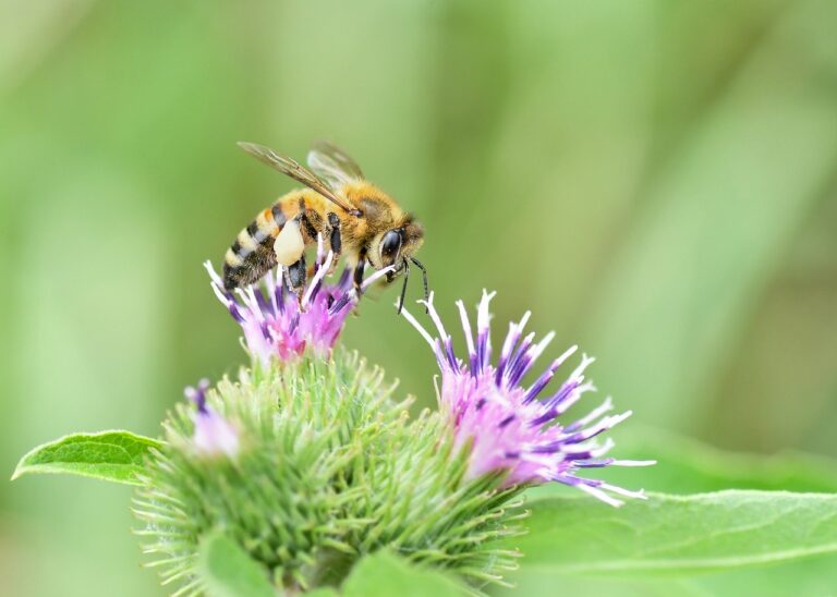 春の花粉による肌荒れやニキビ併発の効果的なケア法は？