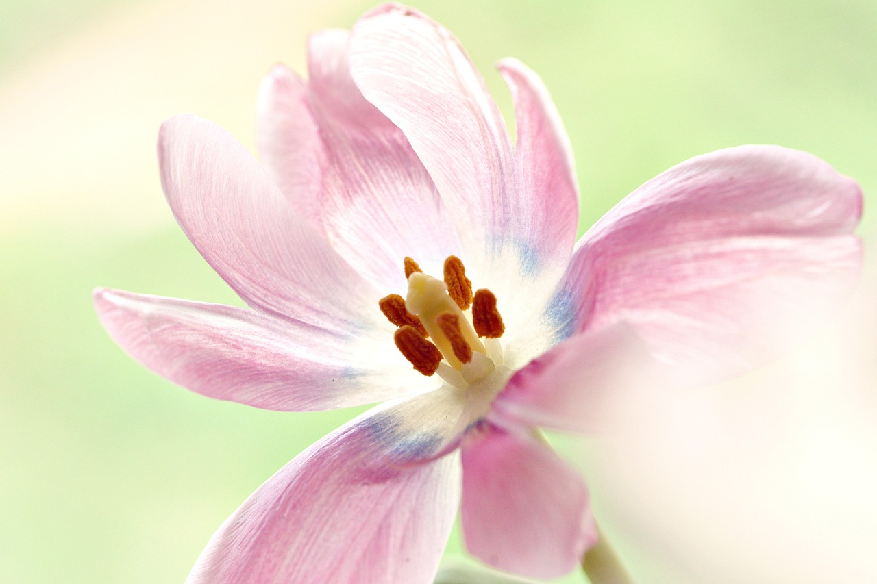 花粉による肌荒れを防ぐ下地のおすすめは？