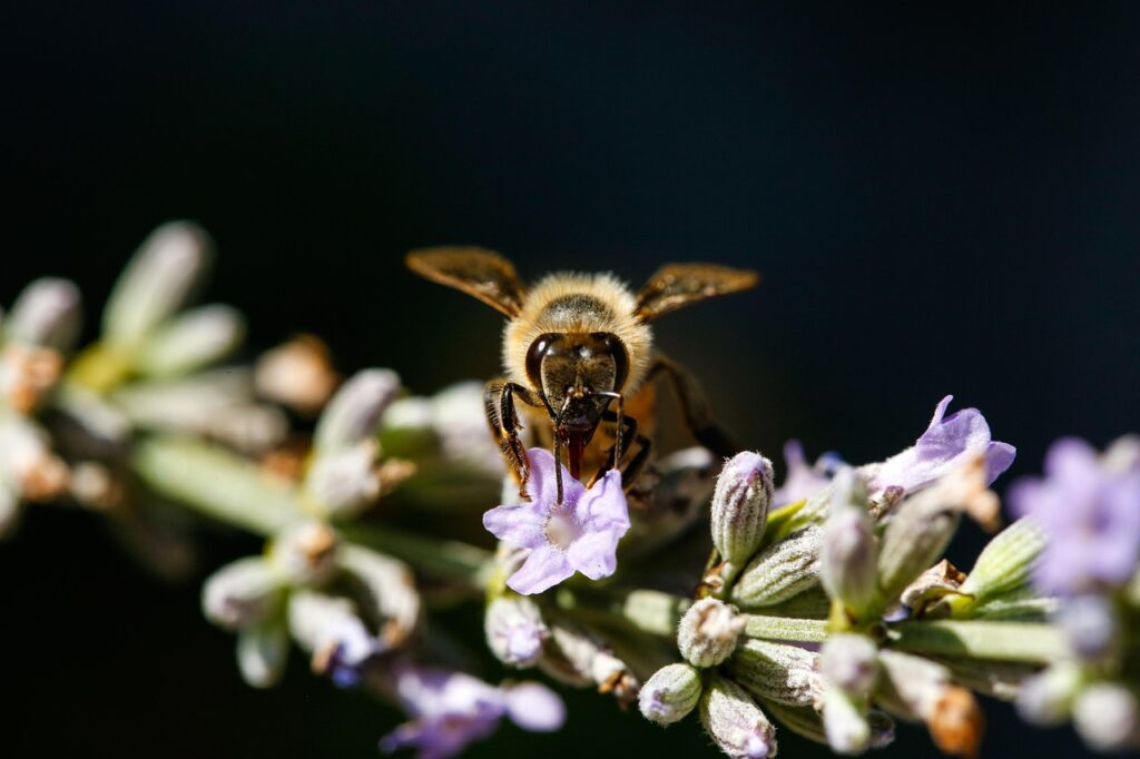 花粉症が原因で肌荒れが起きる頬が赤い時の対処法は？