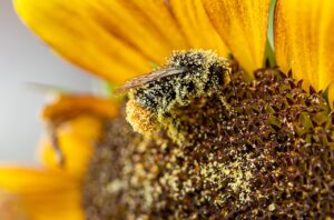 花粉によるゆらぎ肌のケア方法を比較して、最適な対策はどれ？