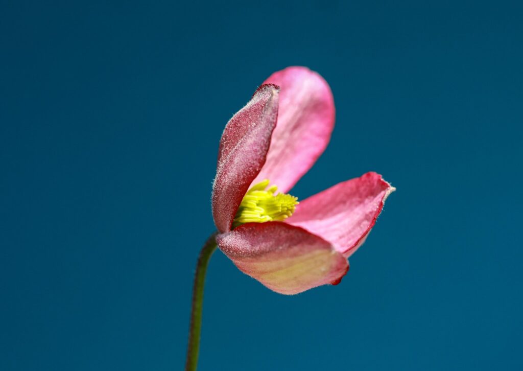花粉による肌荒れを防ぐための低刺激おすすめアイテムは？