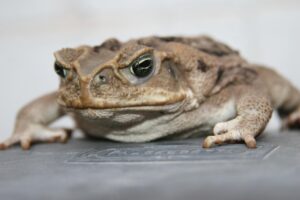 花粉による肌荒れを防ぐ乳液はどれがおすすめ？