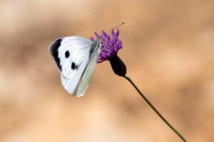 花粉によるかゆみを抑える化粧品はどれがいい？