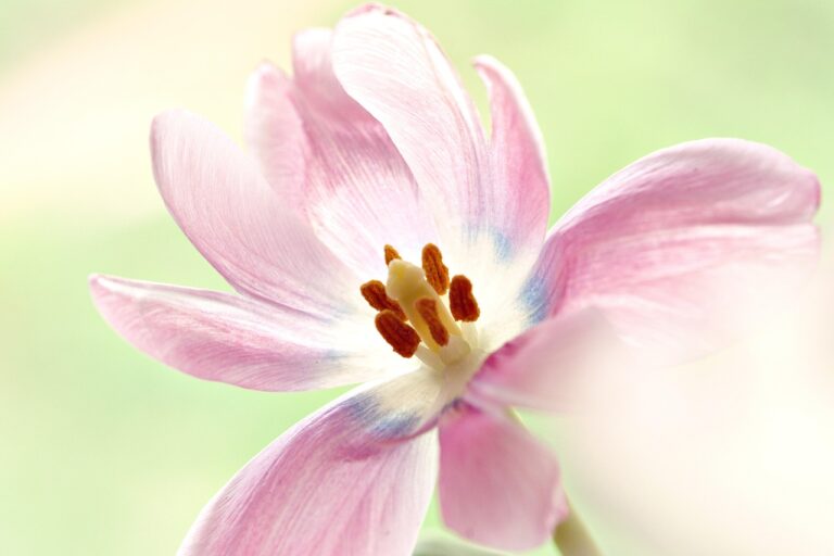 花粉による肌荒れにナイアシンアミドは効果的？口コミでわかる実態とは？