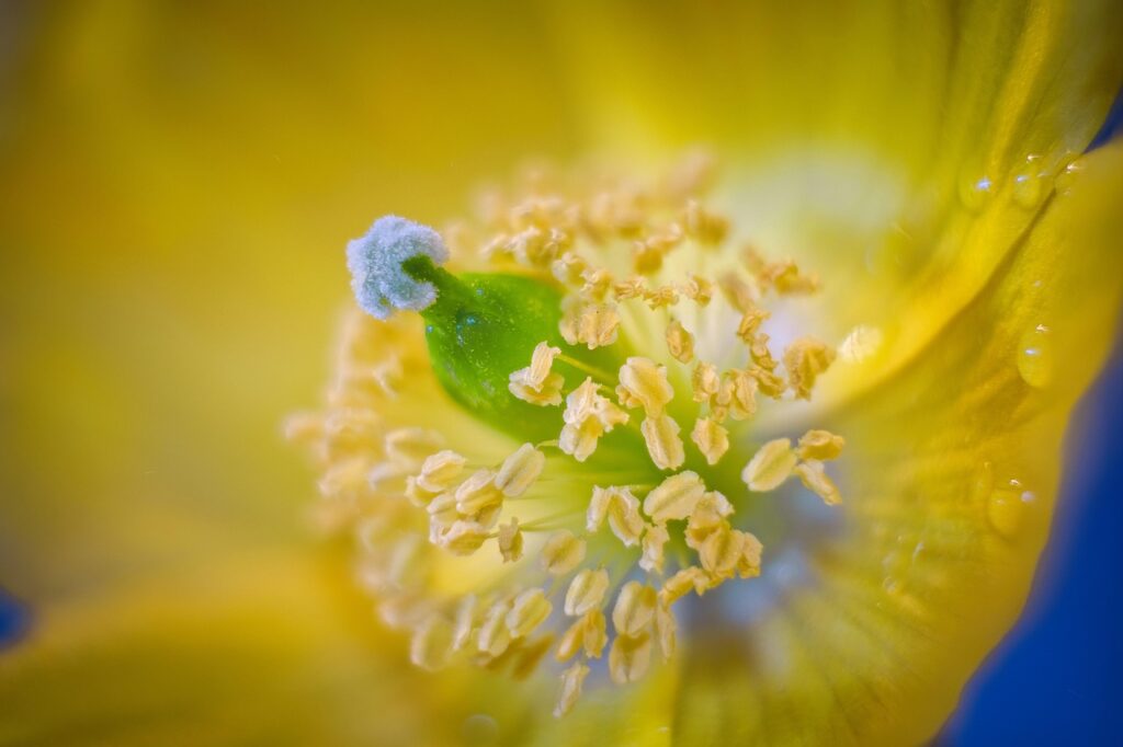 花粉による肌荒れを防ぐナイアシンアミドの選び方は？
